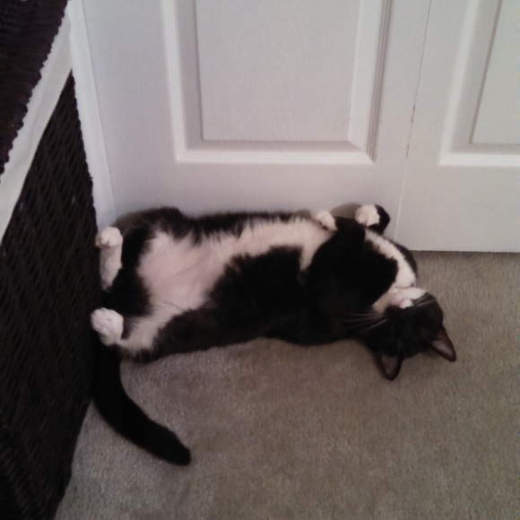 Meet your Posher, Samantha - Picture 5 of 8